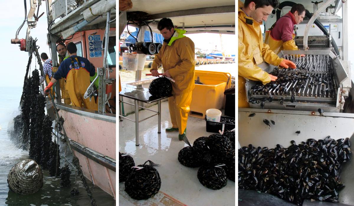 raccolta e lavorazione della cozza di cervia